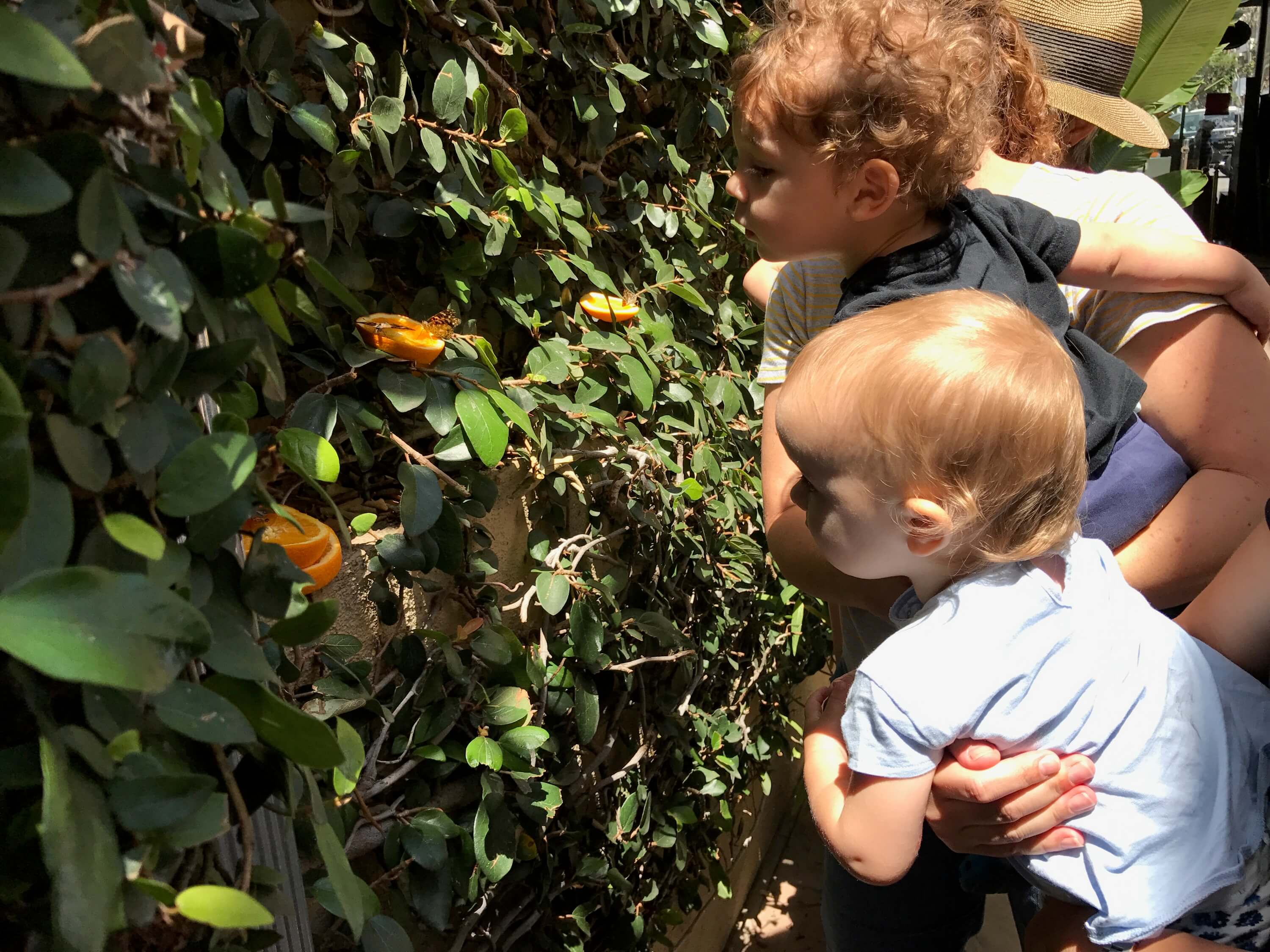 parents and toddlers looking at orange with a buterfly above at early childhood development associates class