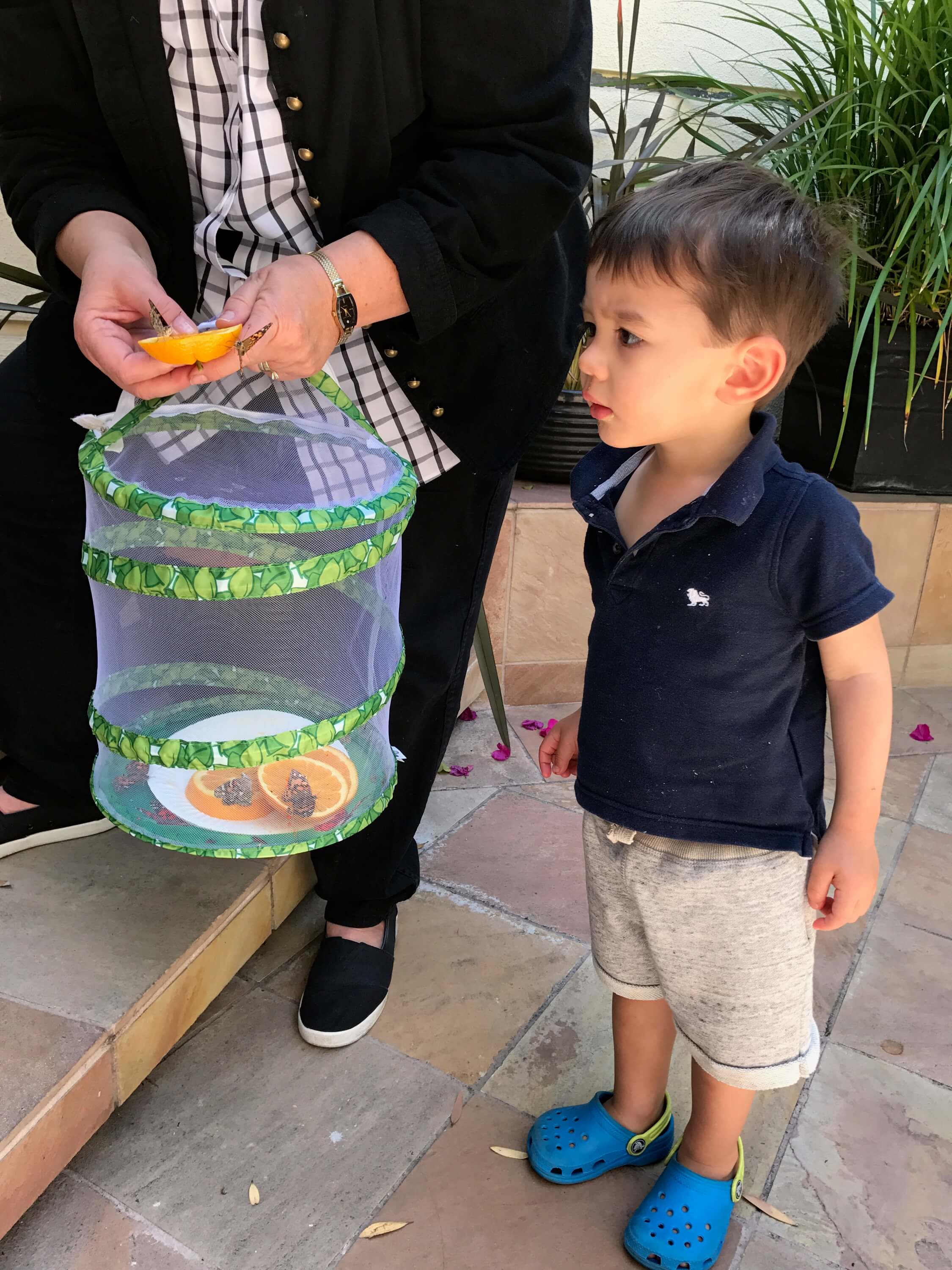 toddler boy looking at butterfly at early childhood development associates class