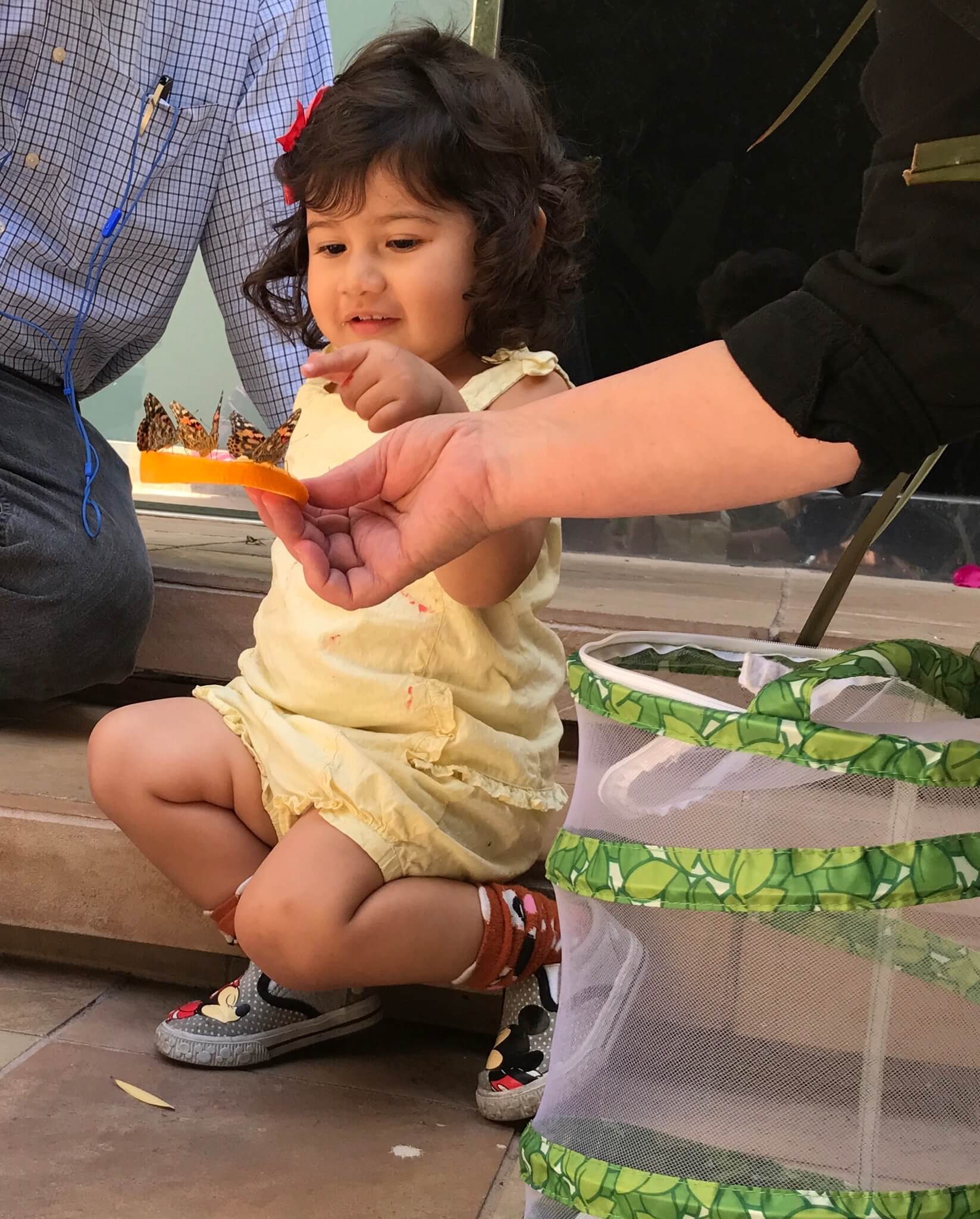 toddler girl looking at orange with a buterfly above at early childhood development associates class