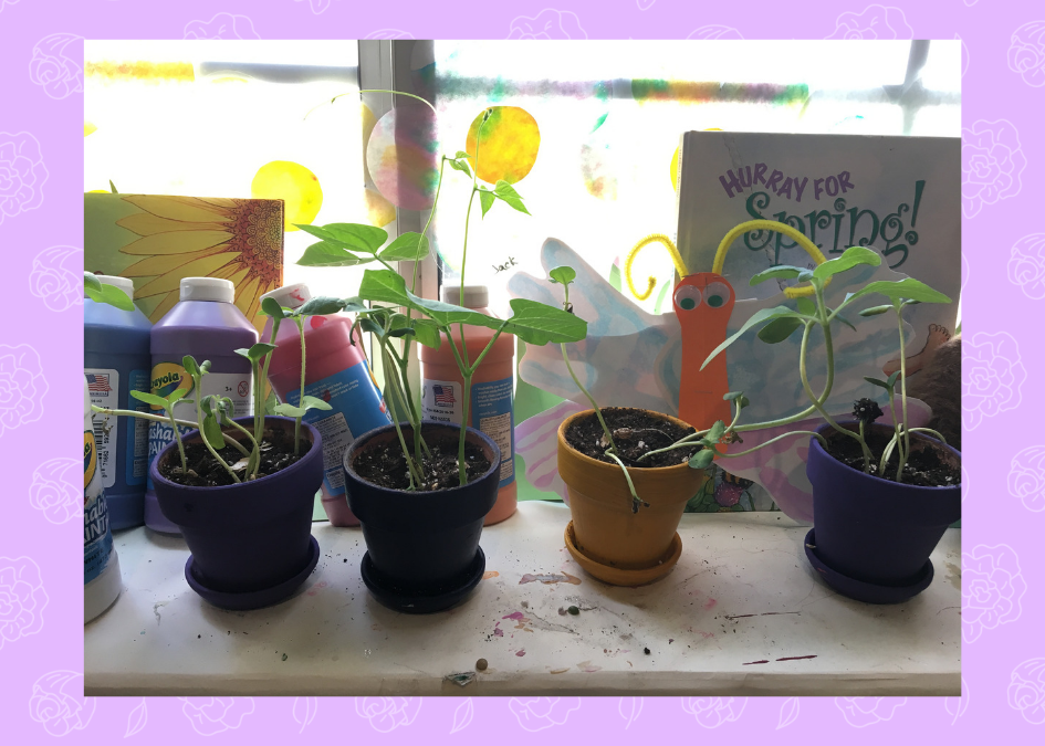 Preschool Prep 2019: GROWING – Insects, Seeds, and People!